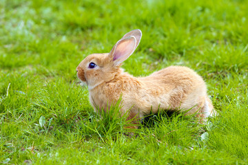 Little rabbit in grass close-up