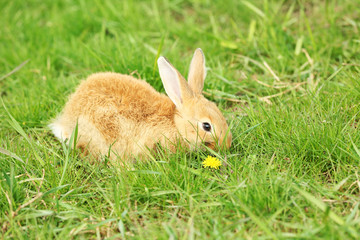 Little rabbit in grass close-up