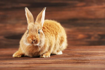 Obraz premium Little rabbit on wooden background