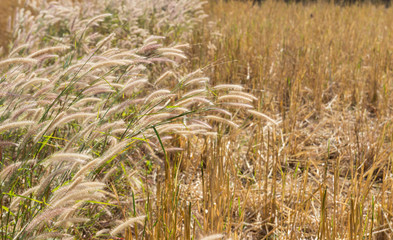 grass flower in the paddy field