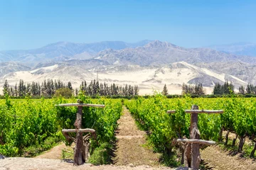 Fotobehang Weelderige Pisco-wijngaard in Peru © jkraft5