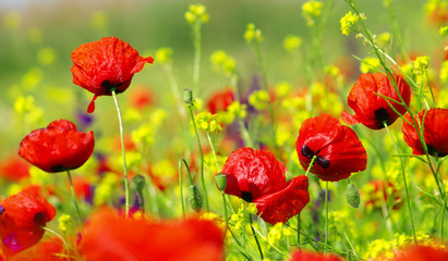 red poppy and wild flowers