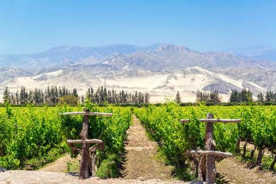 Lush Pisco Vineyard In Peru