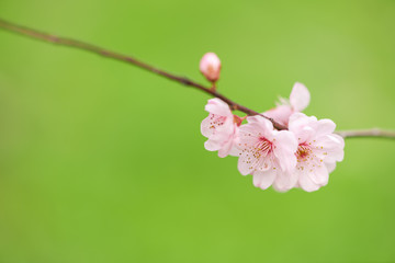 The plum blossom in spring
