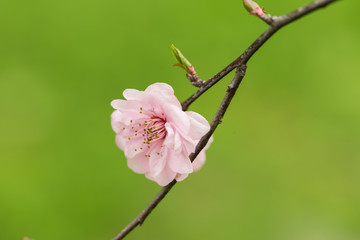 The plum blossom in spring
