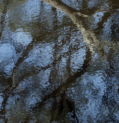 Abstract reflections of branches in a ruffled river