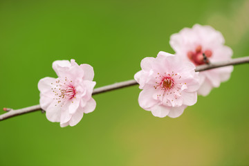 The plum blossom in spring