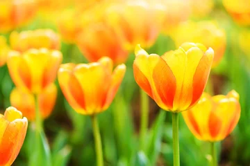 Crédence de cuisine en verre imprimé Tulipe Holland tulip