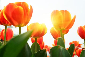 Fototapeta premium Holland tulip