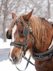 Brown horse ready for sleigh ride close-up