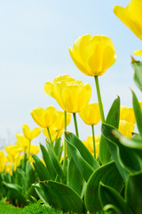 Obraz premium Holland tulip
