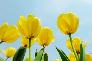 Obraz premium Holland tulip