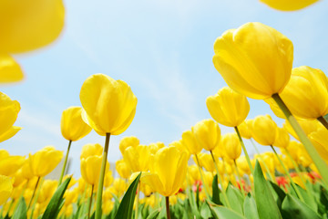 Fototapeta premium Holland tulip