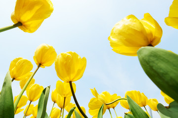 Fototapeta premium Holland tulip
