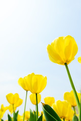 Fototapeta premium Holland tulip