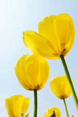 Fototapeta premium Holland tulip