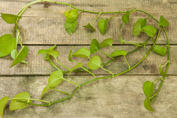 green betel leaf