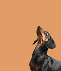 Dachshund looking up