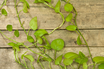 green betel leaf