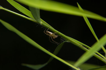little spider on the leaf
