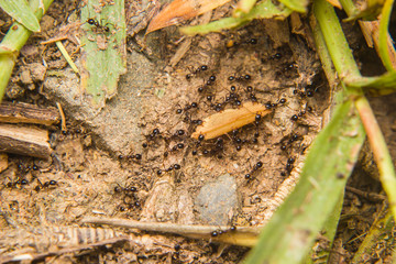 black Ants army carrying food