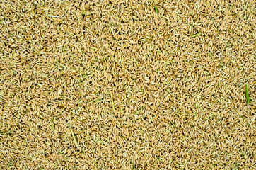 natural rice grains background, closeup