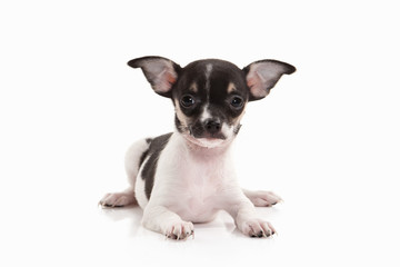Dog. Chihuahua puppy on white background