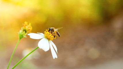 Bee on flower for background