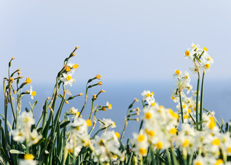 Weißnarzisse am Mittelmeerim Frühling © Ewald Fröch