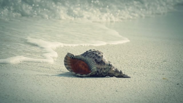 slow motion view of seashell on a sandy beach washed with waves