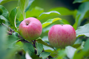 Beautiful red apples on a tree.