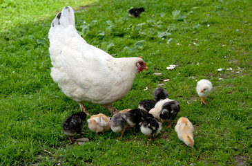 hen with chickens