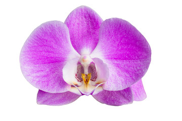 Fototapeta na wymiar Moth Orchid -Phalaenopsis