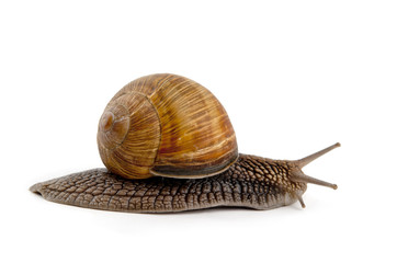 snail isolated