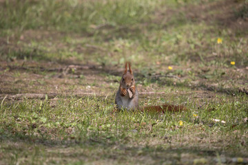 Eichhörnchen beim Essen