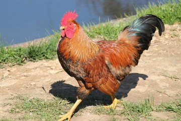 Coq de basse-cour.