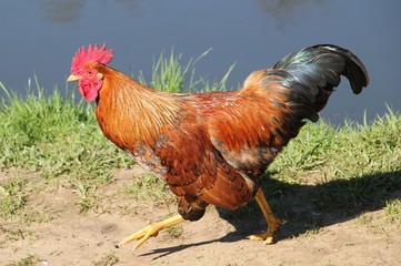 Coq de basse-cour.