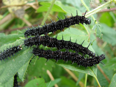 Caterpillar hives on the green foliage