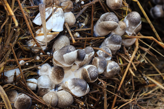 Straw mushroom