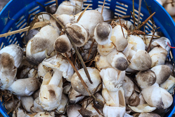 Straw mushrooms