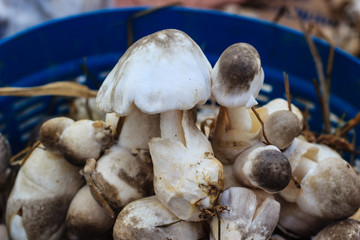 Straw mushrooms