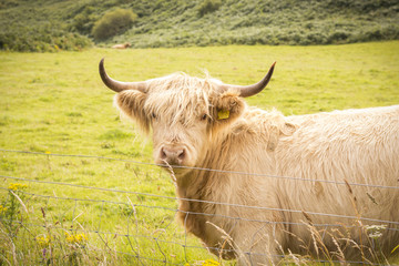 Vacas escocesas de pelo largo