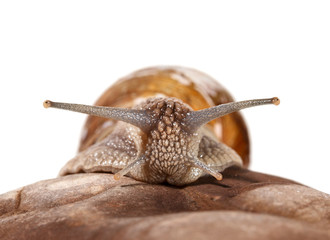 Garden snail portrait