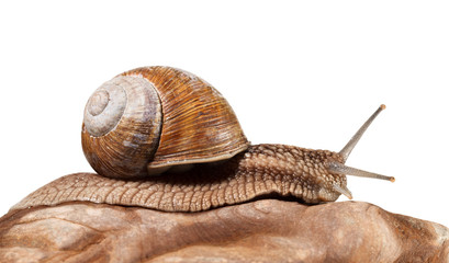 Roman snail