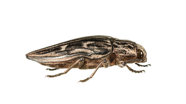 Macro of borer beetle