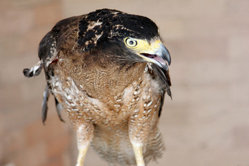 Laggar Falcon