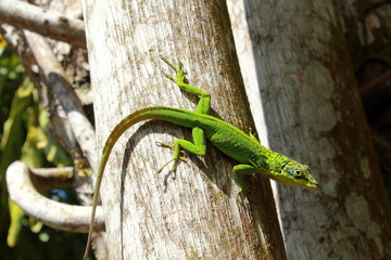 lézard vert