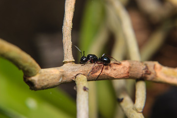 Black ant