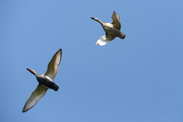 Red-crested Pochard, Netta rufina