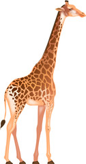 Naklejka premium girafe